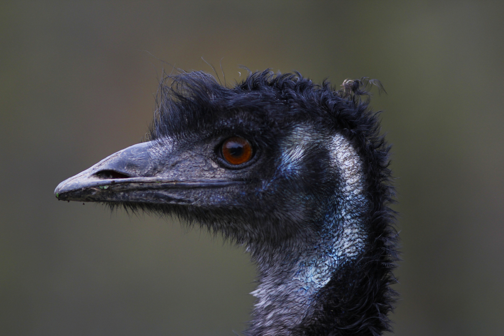 Emu