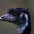 Emu