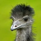 Emu