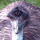 Emu