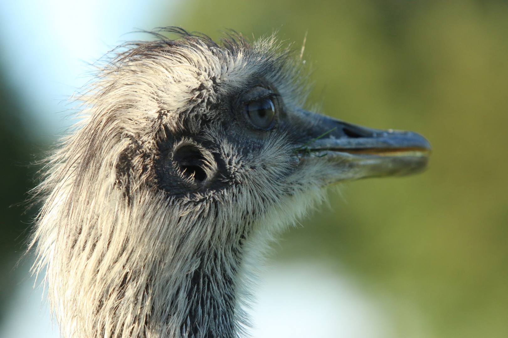 Emu