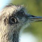 Emu