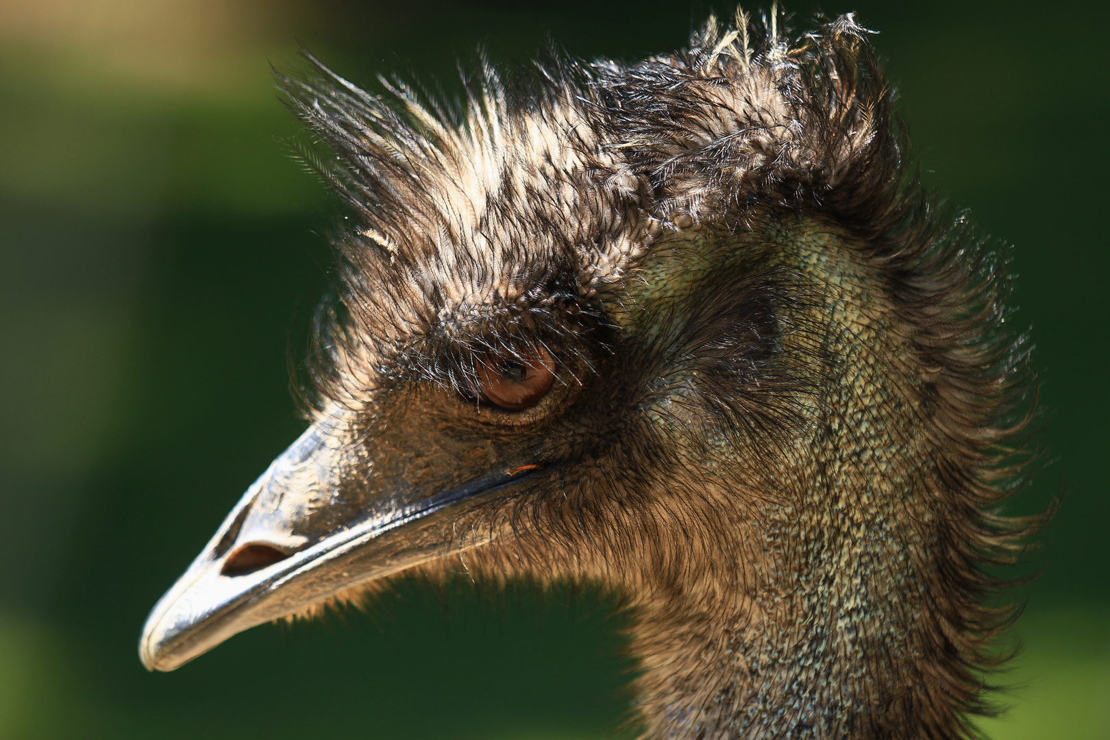 Emu