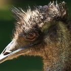 Emu