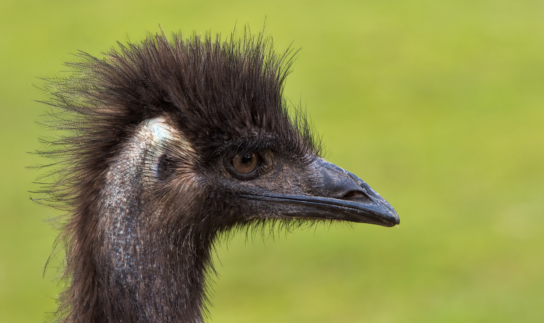 Emu 