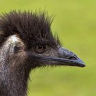 Emu 