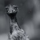 Emu