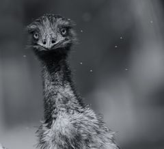 Emu