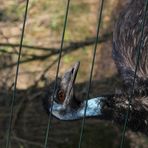 Emu