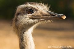 Emu