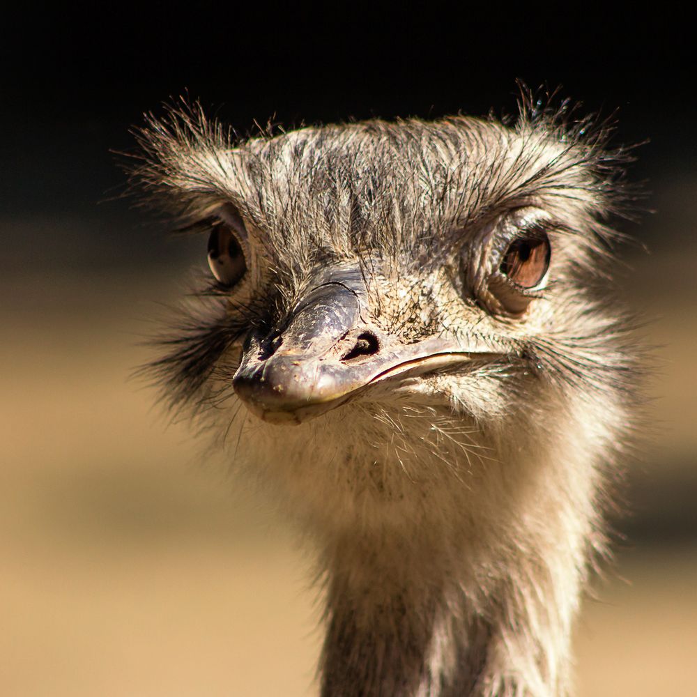 *Emu*