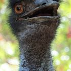 Emu