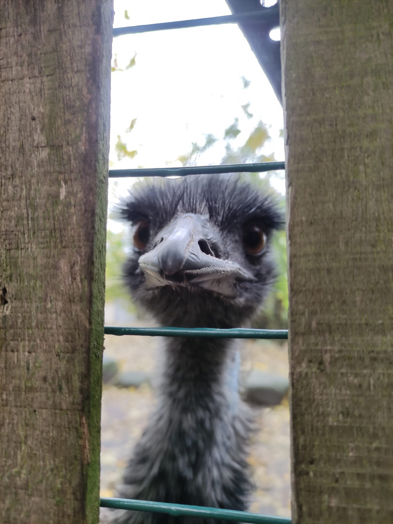 Emu