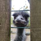 Emu