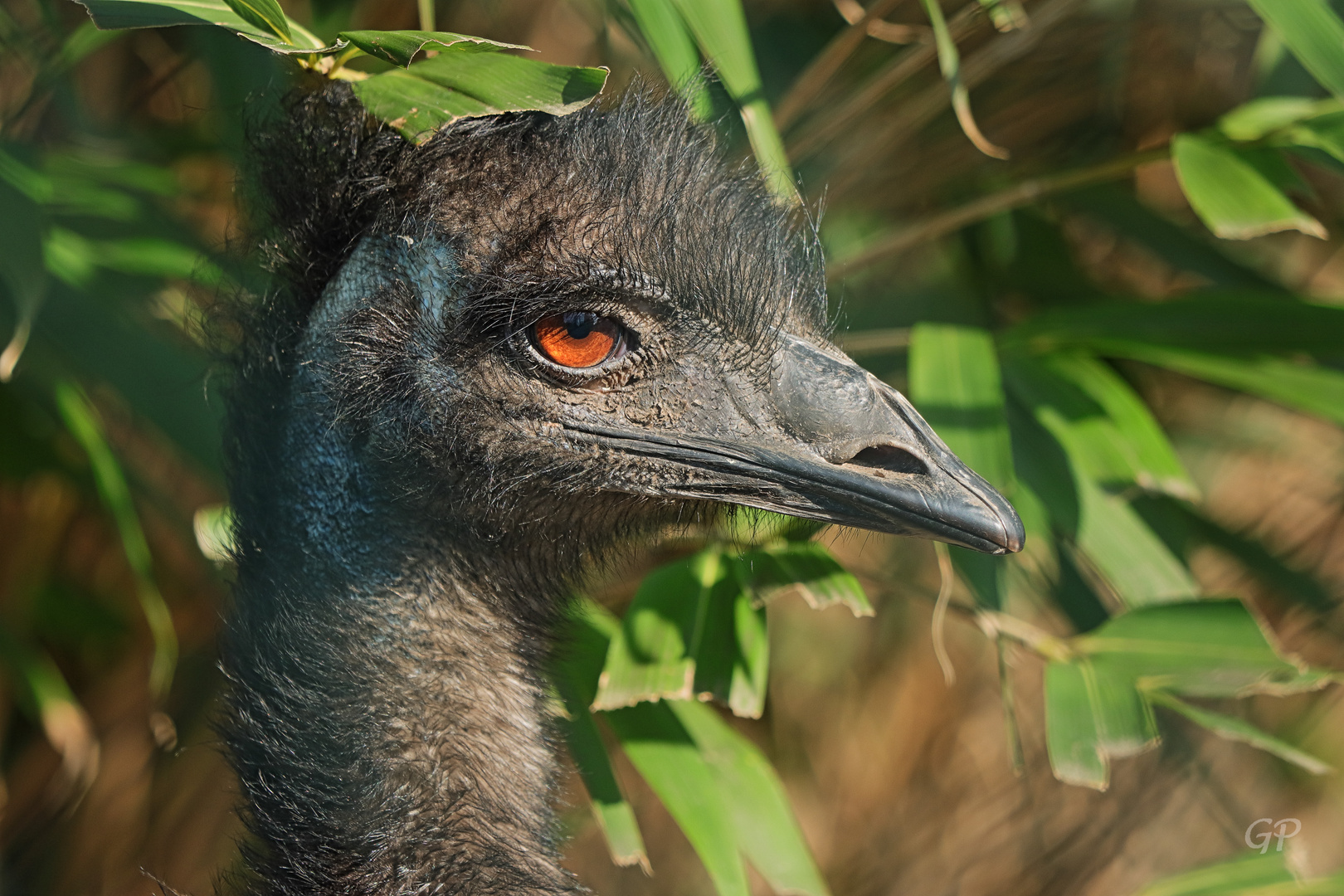 Emu