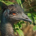 Emu