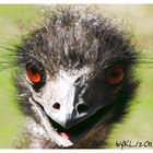 Emu 5