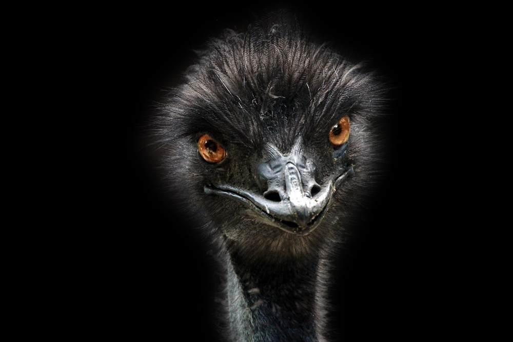 Emu