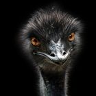 Emu