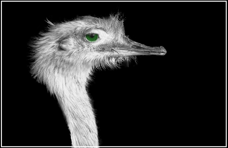 EMU