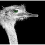 EMU