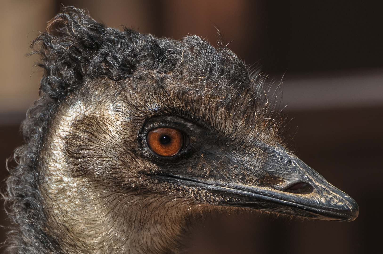 Emu