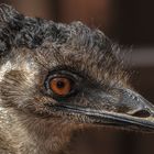 Emu