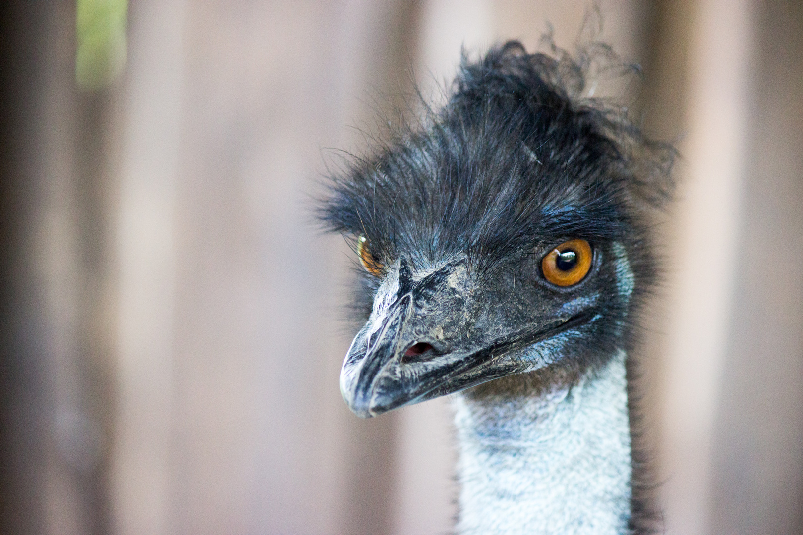 Emu