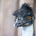 Emu