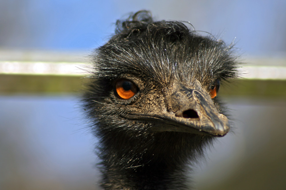 Emu