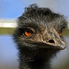 Emu