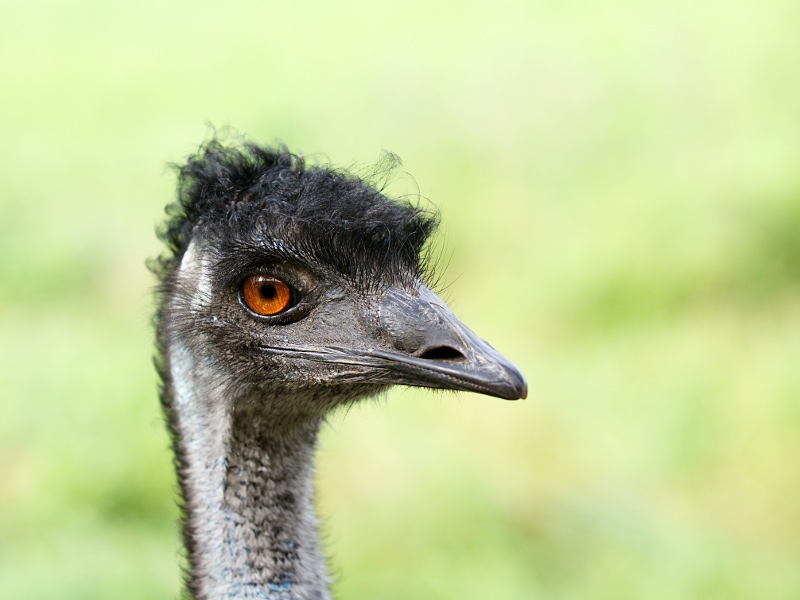 Emu