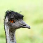 Emu