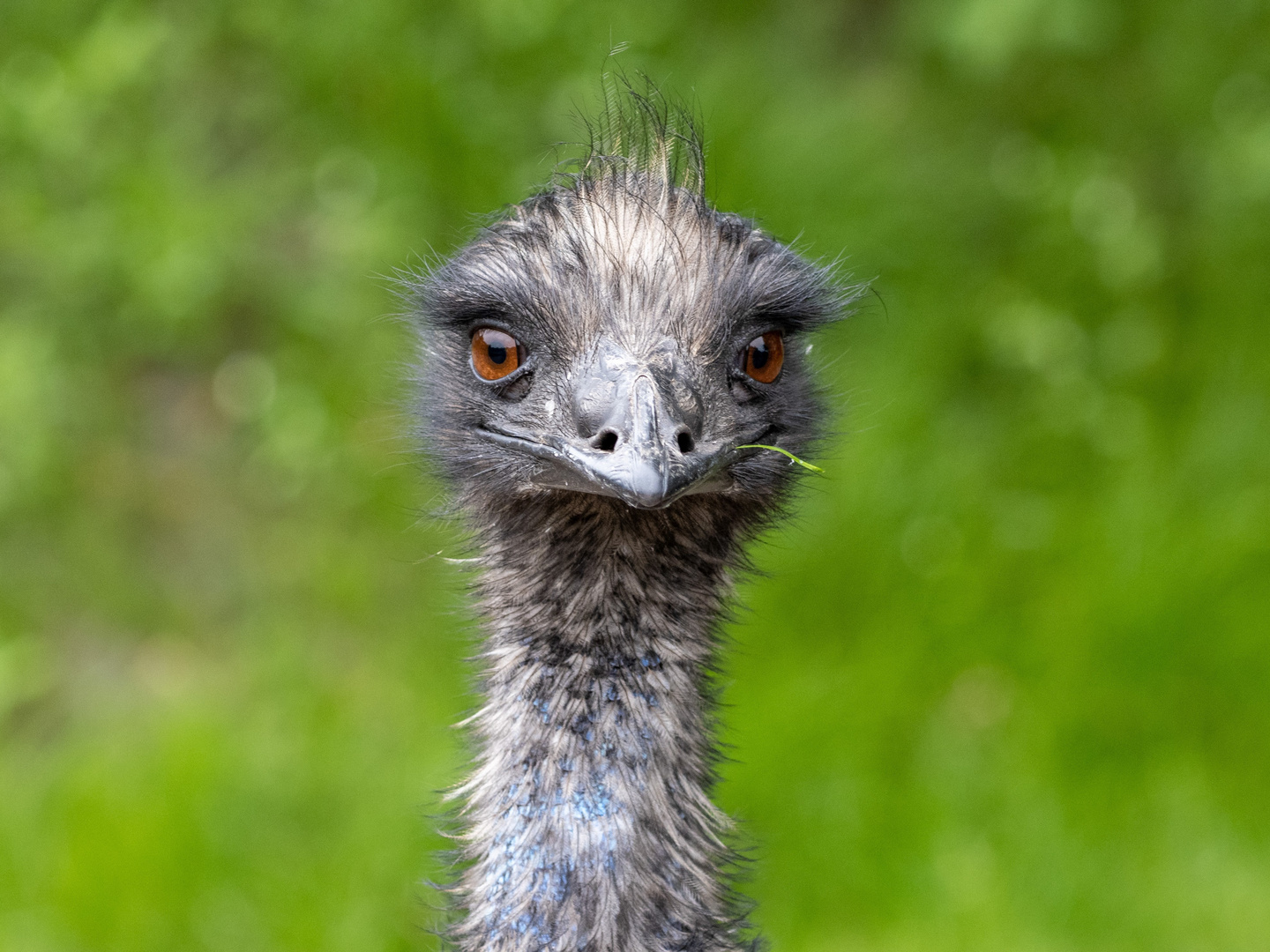 Emu 