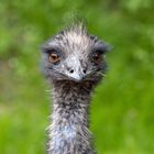 Emu 