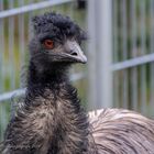 Emu