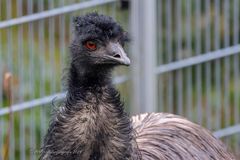 Emu