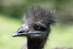 Emu