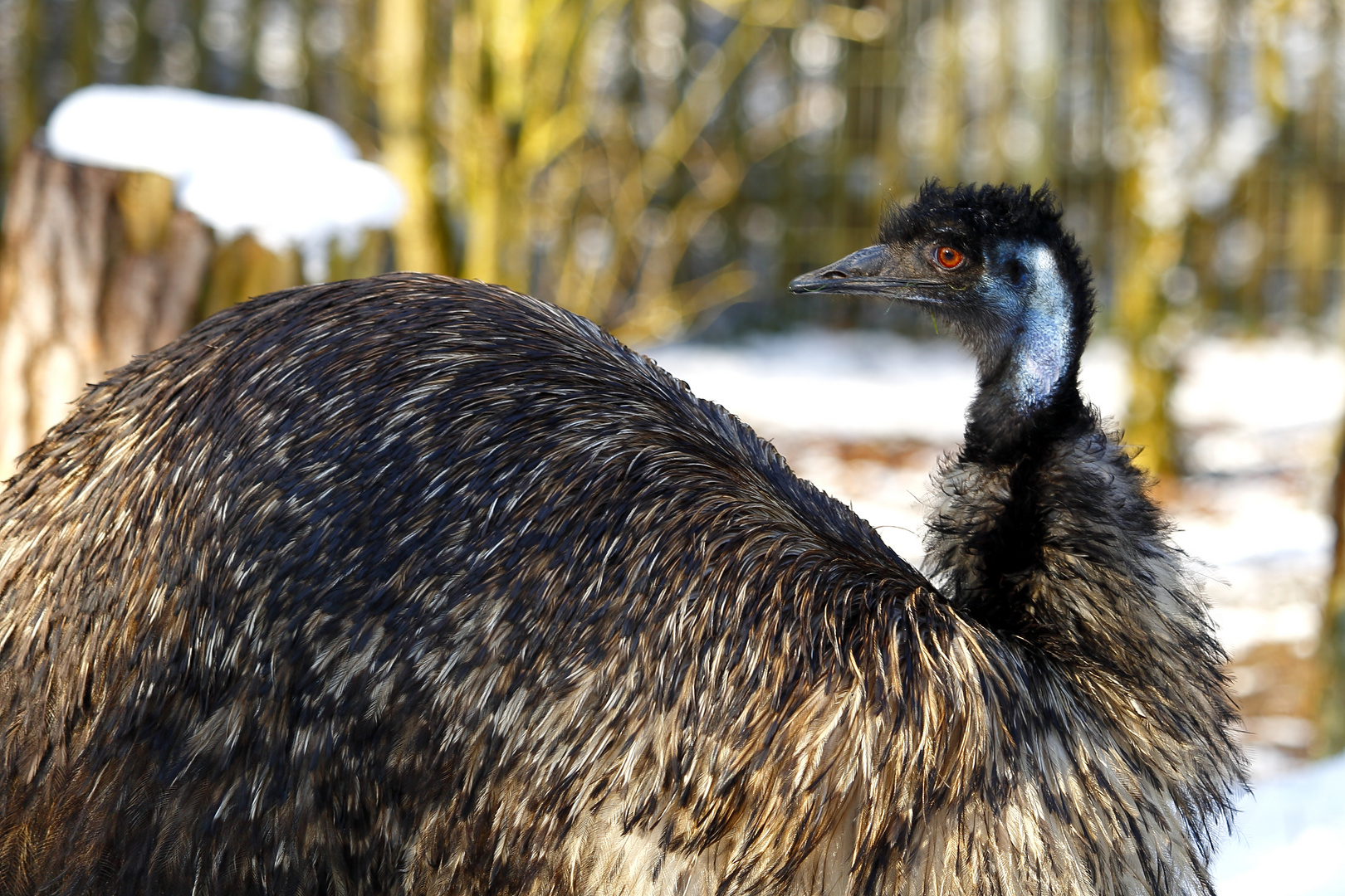 Emu