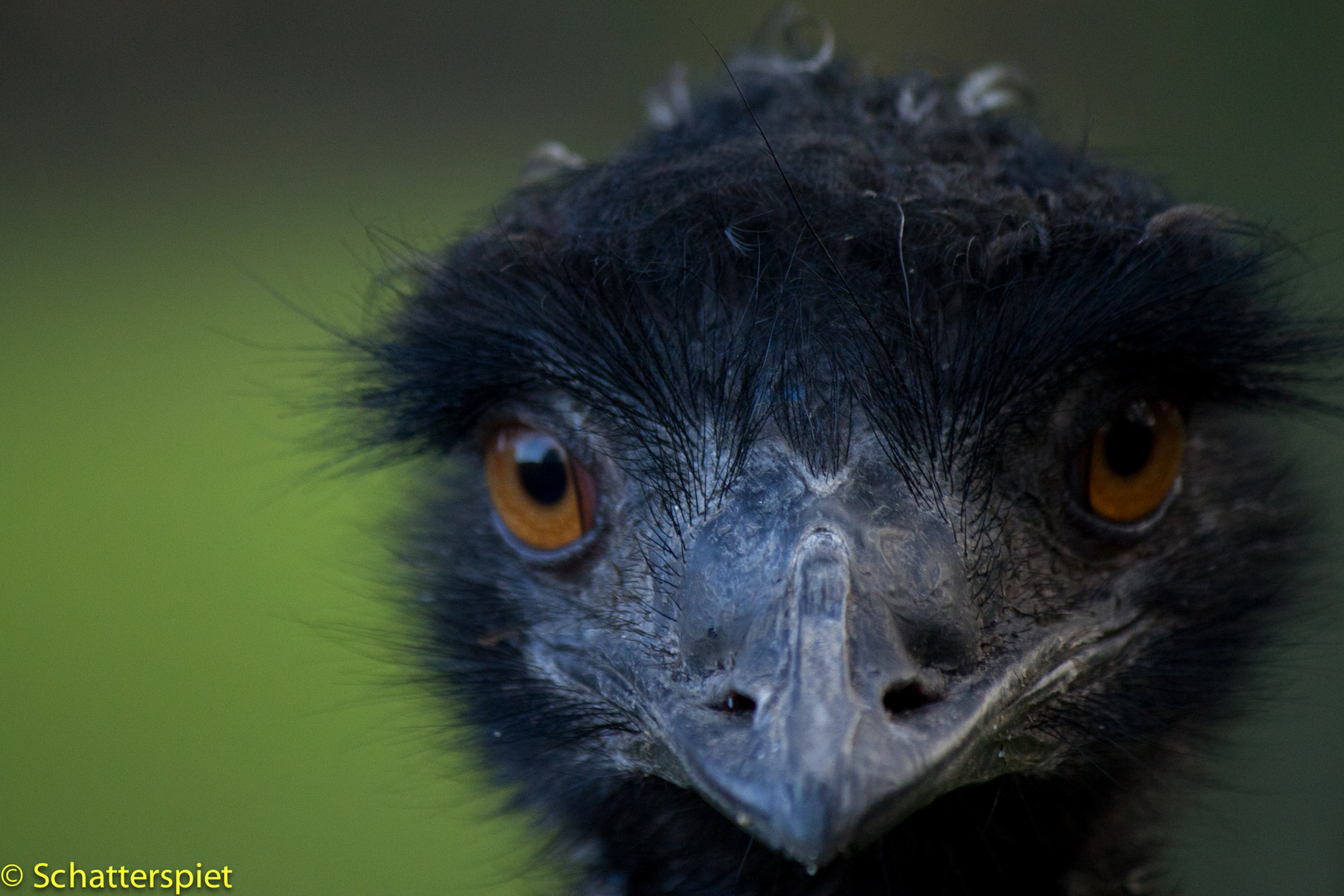 Emu