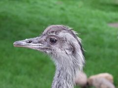 Emu