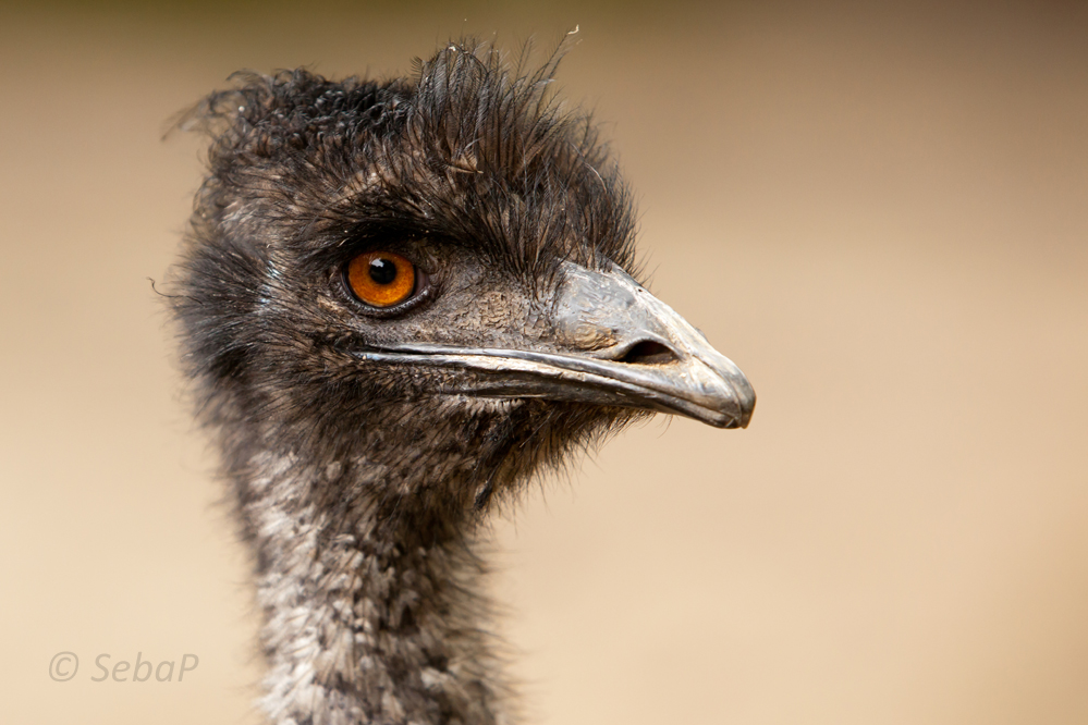 Emu