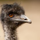 Emu