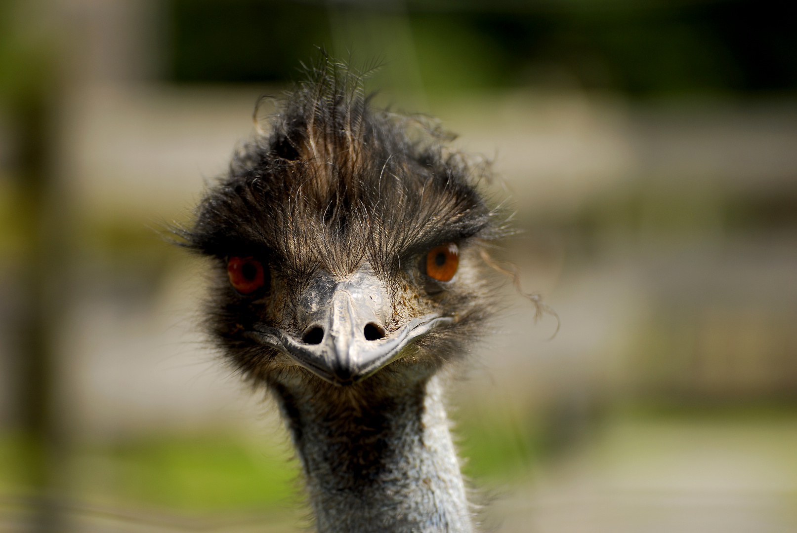 Emu