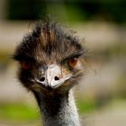 Emu