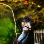 Emu