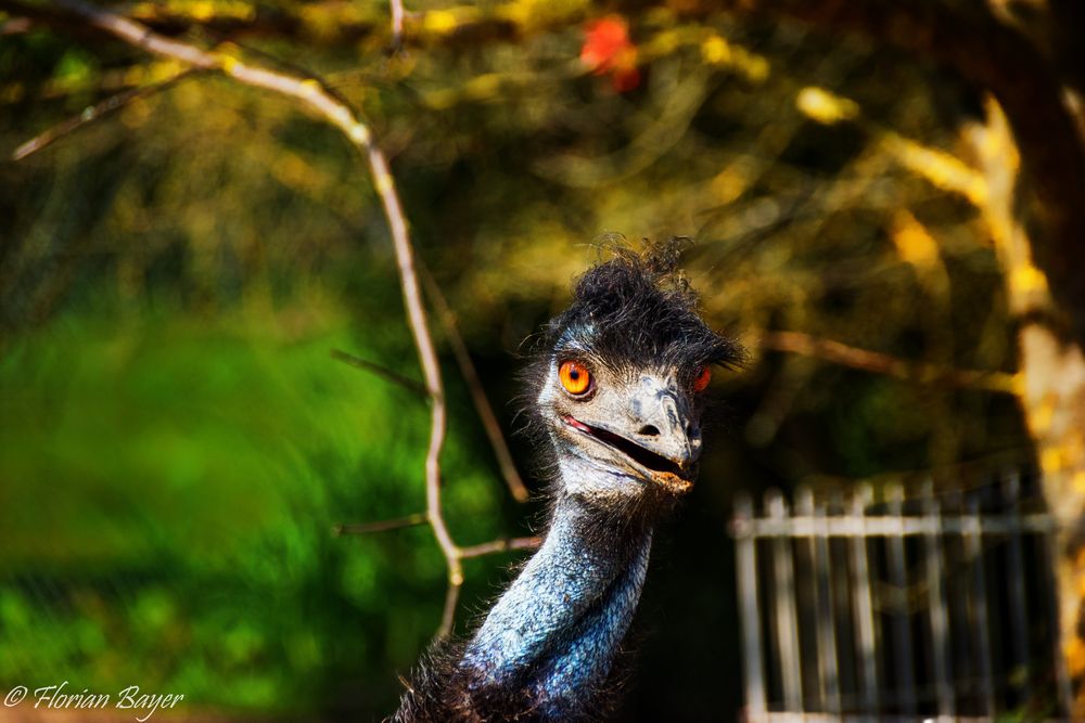 Emu