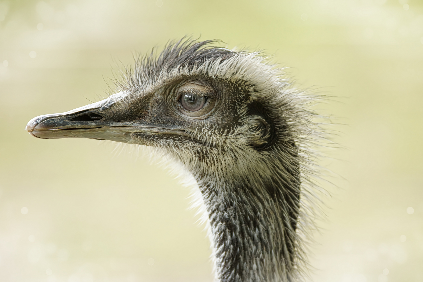 Emu