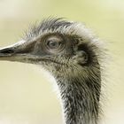 Emu