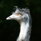 Emu